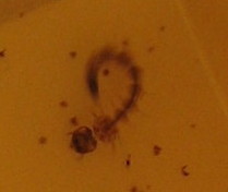 Larva da identificare